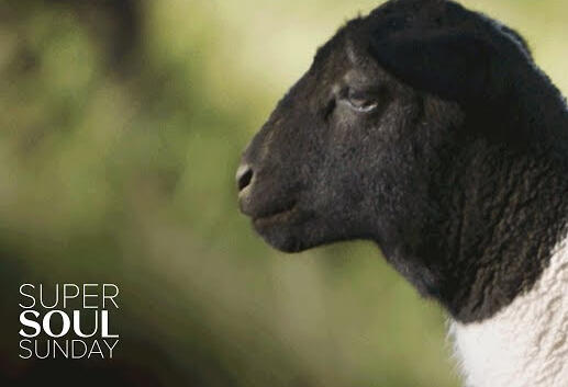 Documentary Short Editor - Emmy Award winning. Director John Chester